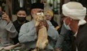 Kucing oren halangi pernikahan. (Foto: Twitter.com/Ulat_bulu_bulu)