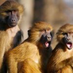 Seekor Monyet Menyelinap Masuk Kapal Perang Inggris, Para Kru Heboh