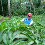 Budi Daya Porang Kian Diminati di Kabupaten Tabalong