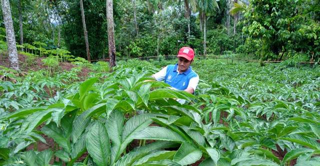 Budi daya tanaman Porang di Kabupaten Tabalong. (Foto: Kominfo Kabupaten Tabalong)