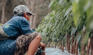 Dukung Program Kementan, Milenial Martapura Sukses Kembangkan Budidaya Cabai