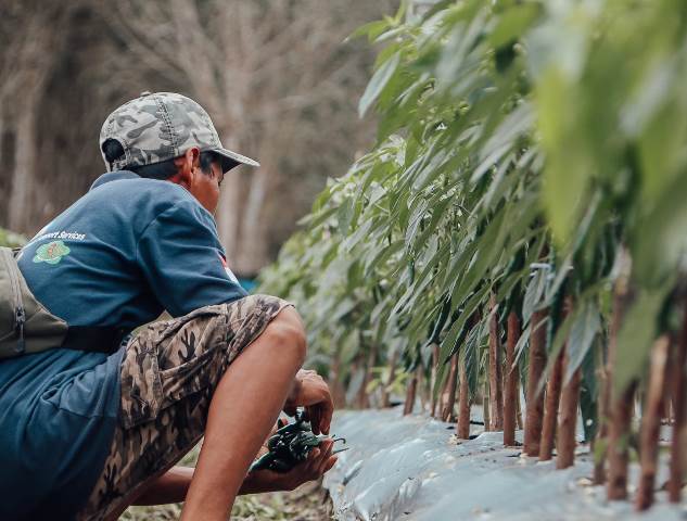 Petani milenial Kabupaten banjar, Kalimantan Selatan membudidayakan tanaman cabai. (Foto: Tim Ekspos SMK PP Negeri Banjarbaru)