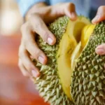 Ternyata Banyak Manfaat Buah Durian Bagi Kesehatan Tubuh