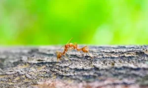 Ilustrasi semut merah (Foto: Pixabaybui/Minh-Chung)