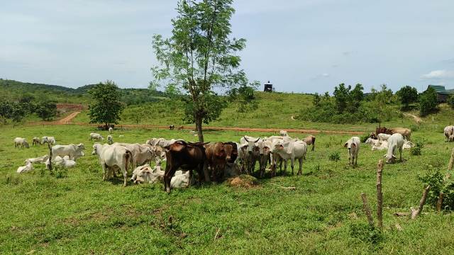Program integrasi sawit-sapi. (Foto: Tim Humas SMK PP Negeri Banjarbaru).