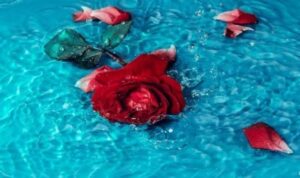 Ilustrasi air bunga Mawar. (Foto: Pexels)