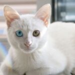 Enam Tips Menghilangkan Paling Efektif Bau Kucing di Rumah