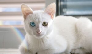 Kucing memiliki bau yang khas. (Foto: Pixabay)