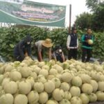 Kementan Undang Petani Milenial Ikuti Scale Up Usaha dengan Program Hibah Kompetitif