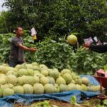 Berkat Program Kementan, Millenial Pelaihari Sukses kembangkan Budidaya Melon