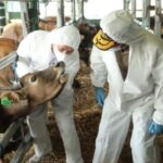 Hewan Kurban Dinyatakan Aman PMK Dari Wilayah Hijau