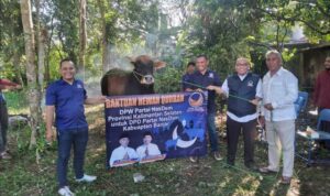 DPD NasDem Kabupaten Banjar Potong Hewan Kurban Dekat Kantor