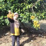 Kenalkan Sektor Pertanian, Kementan Buka Wisata Petik Buah di Lahan Sekolah