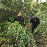 Polda Banten Temukan Ladang Ganja Tiga Hektare