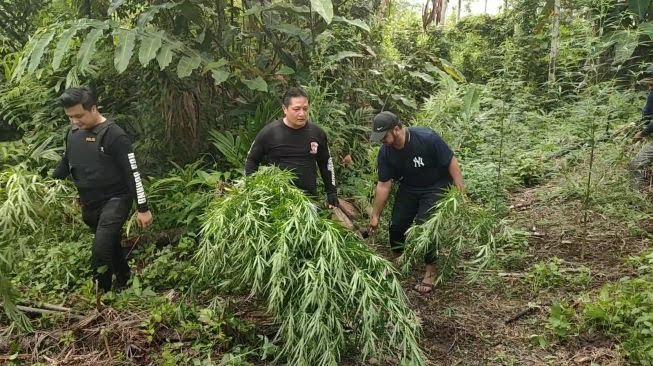 Ladang ganja seluas tiga hektare di Desa Kurung, Dusun Cot Rawatun, Kecamatan Sawang, Kabupaten Aceh Utara. (Foto: Suara.com)