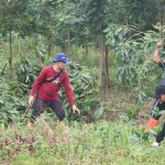 Semangat Revolusi Hijau, Rimbawan Dishut Kalsel Rawat Tanaman