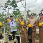 TEFA SMKPP Kementan Budidayakan Melon dengan Smart Farming