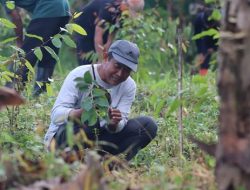 Revolusi Hijau Terus Digelorakan, Tanam Jambu Kristal di Tanah Aset Daerah