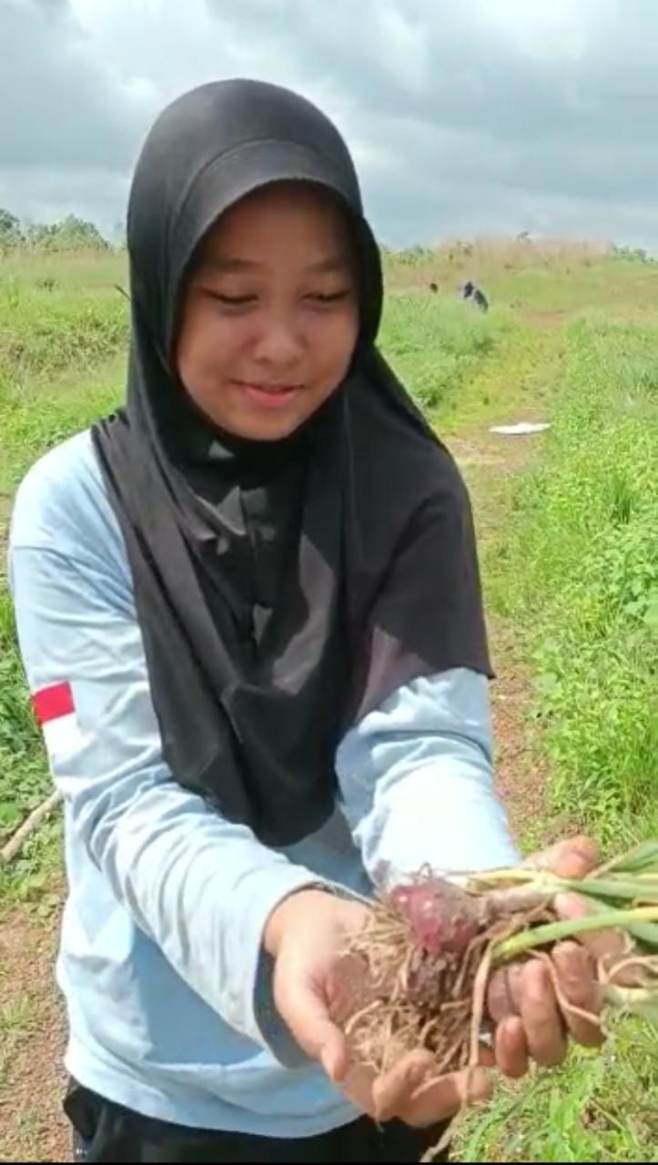 Budidaya bawang merah yang dikembangkan dua siswi SMK PP Negeri Banjarbaru. (Foto: Tim Humas SMK PP Negeri Banjarbaru/Katajari.com)