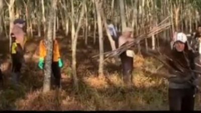 Aksi penghijauan Dishut Kalsel dengan pemeliharaan tanaman disekitar kawasan Bundaran Jokowi, yang termasuk dalam areal Forest City/Hutan Kota di kawasan Perkantoran Pemprov Kalsel, Jumat (19/5/2023). (Foto: Dishut Kalsel/Katajari.com)