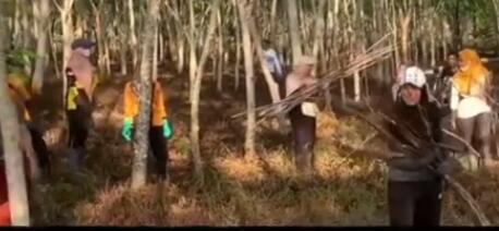 Aksi penghijauan Dishut Kalsel dengan pemeliharaan tanaman disekitar kawasan Bundaran Jokowi, yang termasuk dalam areal Forest City/Hutan Kota di kawasan Perkantoran Pemprov Kalsel, Jumat (19/5/2023). (Foto: Dishut Kalsel/Katajari.com)
