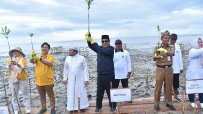 Paman Birin Pelopori Penanaman 7000 Bibit Mangrove di Kabupaten Tanah Laut