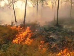 Terdata Lebih 285 Hektare Hutan dan Lahan Terbakar di Kabupaten Banjar