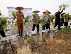 Wakapolri Komjen Agus Andrianto Panen Padi di Desa Penggalaman
