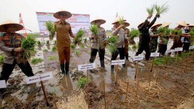 Wakapolri Komjen Agus Andrianto Panen Padi di Desa Penggalaman