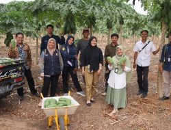 El Nino Melanda, Wirausahawan Muda Pertanian Tetap Berjaya