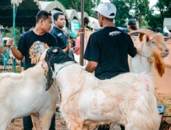 Kontes Ternak Kambing Memperebutkan Piala Wali Kota Banjarbaru
