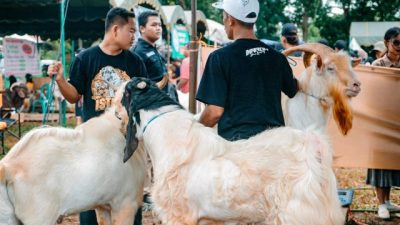 Kontes Ternak Kambing Memperebutkan Piala Wali Kota Banjarbaru