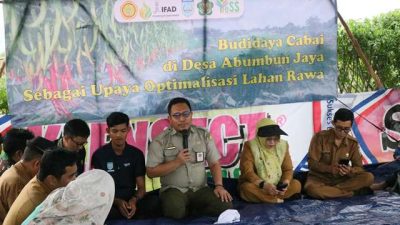 Optimalkan Lahan Rawa, Petani Muda Asal Banjar Raup Untung Jutaan dari Cabai