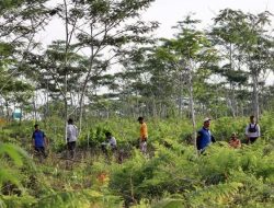 Sebanyak 300 Bibit Pulai Ditanam di Kawasan Forest City Pemprov Kalsel