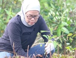 Dishut Kalsel Tanam 800 Bibit Spathodea di Kawasan Lapas Banjarbaru