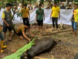 Sambut Iduladha 1445 Hijriah Ini Dishut Kalsel Sembelih 5 Ekor Hewan Kurban