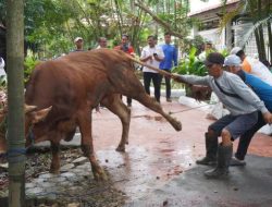Pegawai Pemkab Banjar Kurbankan Enam Hewan Pada Ibadah Iduladha 2024
