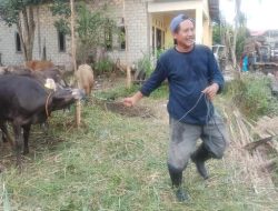 Lisa Halaby Melalui Yayasan Abdul Azis Halaby Distribusikan 150 Ekor Sapi Kurban
