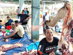Nasdem Potong Tiga Ekor Sapi Kurban di Kecamatan Martapura