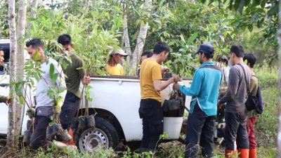 Revousi Hijau Berlanjut, Tanam Seribu Bibit Pulai di Kawasan Forest City
