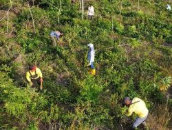 Pemeliharaan Rutin Tanaman di Areal Forest City Belakang BPKAD Provinsi Kalsel