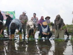 Dukung PAT di Kabupaten Banjar, Kementan Ikut Tanam Padi Bersama Petani