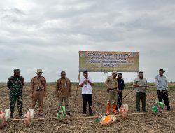 Sinergi Kementan dan Pemkab Tanah Laut Dukung PAT dengan Gerakan Tanam Padi Serentak