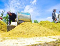 Harga Gabah di Bawah HPP, Petani Kulonprogo Menjerit dan Berharap Bulog Segera Bertindak