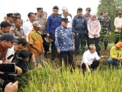 Menteri Zulhas dan Gubernur Muhidin Meninjau Sawah di Kabupaten Barito Kuala