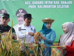 Bupati Saidi Mansyur Panen Padi Gunung di Desa Awang Bangkal Barat