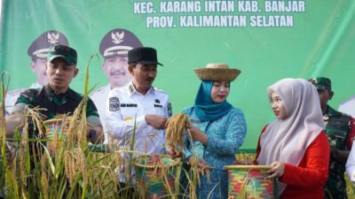 Bupati Saidi Mansyur Panen Padi Gunung di Desa Awang Bangkal Barat