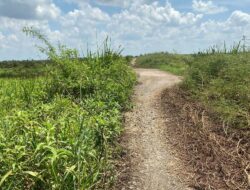 Pasca Terendam Hampir 6 Bulan, Jalan Penghubung di Desa Keramat Ditumbuhi Rumput Liar