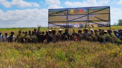 Wanam Merauke Sangat Cocok Dijadikan Lahan Pertanian, Warga Setempat Panen Padi Perdana