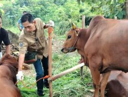 Haji Mansyur Bagikan Ratusan Ekor Sapi Kurban Seperti Tahun Sebelumnya